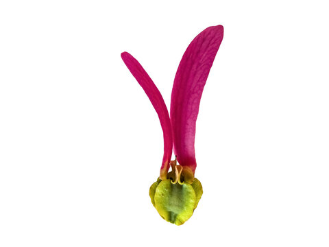 Fresh fruit of Dipterocarpaceae plant include pink wings and rough yellowish green peel on white background.