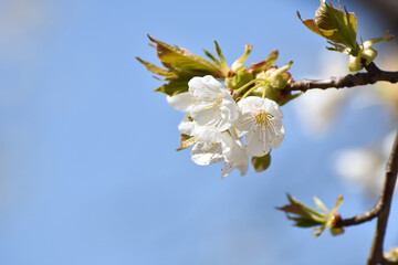 Spring Background, flowers of the cherry blossoms.Blooming cherry tree in spring time