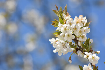 Spring Background, flowers of the cherry blossoms.Blooming cherry tree in spring time