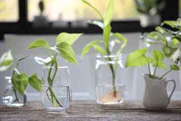 Devil ivy and others water plants in glass vase on brown wooden table