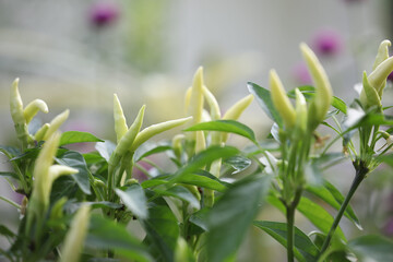 Obraz premium Bird's eye chili pepper plants growing