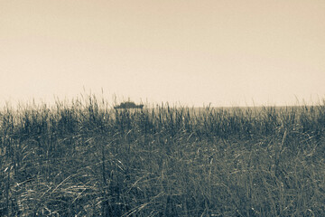 Obraz premium field of wheat