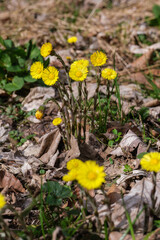 Eine Gruppe von Huflattich (lat.: Tussilago farfara) auf dem Waldboden im Frühling (Wildkräuter / Heilkräuter)