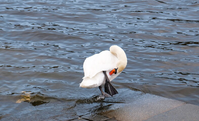White swan with orange beak stands near a pond. Swan brush feathers. Ducks swims in the water....