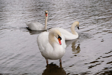 One white swan with orange beak stands near a pond. Two white swan swim in the lake. Magical...