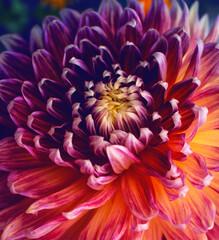 Multi-colored dahlia. Garden flower. Close-up
