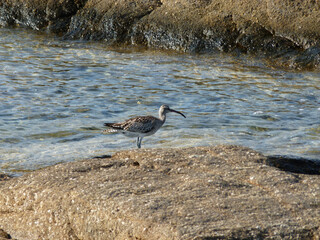 curlew in the south of france
