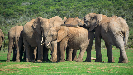 Fototapeta na wymiar Elephant Herd