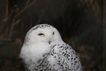Fototapeta premium snow owl in the zoo