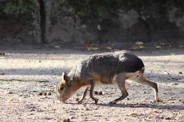 red fox in the zoo