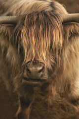 Close up of a Highland cattle, a bull with long horns and a long shaggy coat