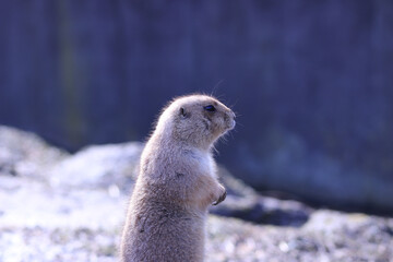 prairie dog on the rock