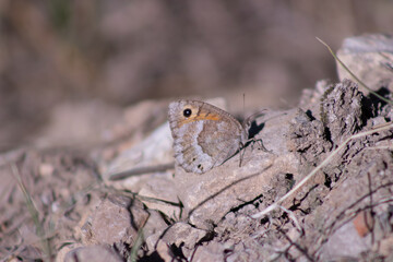 butterfly on rocks