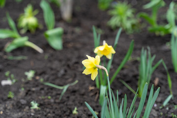 Spring flowering of daffodils