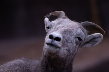 bighorn sheep in zoo