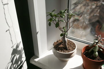 Home plants on the windowsill.