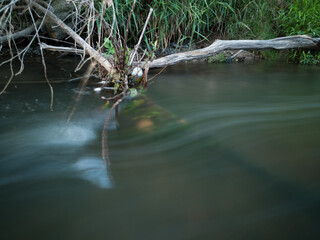 Creek flow over fallen dead tree with dry branches above water surface near shore, fluvial erosion