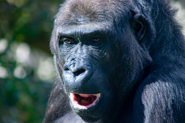Obraz premium portrait of a gorilla