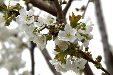 Primo piano a dei classici ma belli fiori di ciliegio.