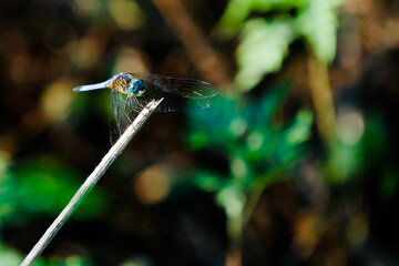lake Apopka wildlife drive