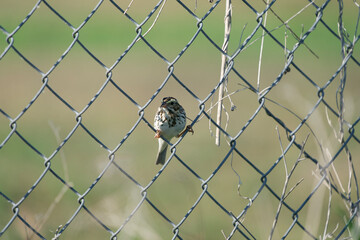 lake Apopka wildlife drive