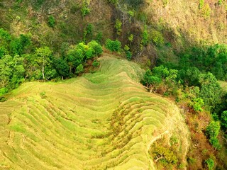 Rice fields in Pokhara Nepal aerial view.  rice terraces in amazing Pokhara valley