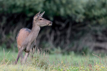 Red deer female at twilight (Cervus elaphus)