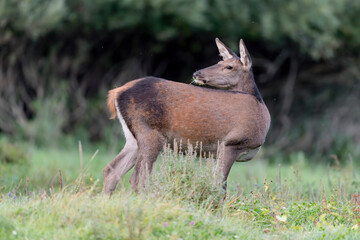 Isolated Red deer female at the edge of the forest (Cervus elaphus)