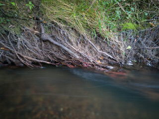 Fluvial erosion, water washed soil from roots and rapid water stream during summer