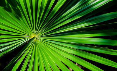 Obraz premium tropical palm leaf, light and shadow, karibik feeling 