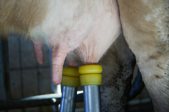 Dairy cows are usually milked in the morning and evening with a milking machine. The milkers bring the animals to the milking parlor, pre-milk them and clean the udder and teats. Detail shot.