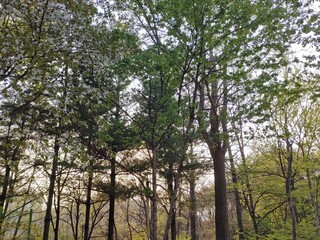 Fototapeta premium trees in the forest