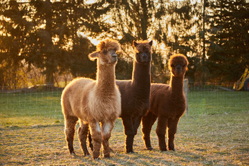 Three dark and one light alpaca are standing on the meadow. View into camera. The sun is setting and coming from behind. Normal perspective. 