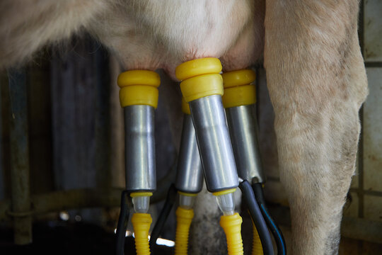 Dairy cows are usually milked in the morning and evening with a milking machine. The milkers bring the animals to the milking parlor, pre-milk them and clean the udder and teats. Detail shot.