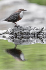 The Dipper at mirror, fine art portrait (Cinclus cinclus)