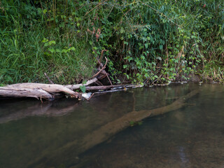 Fallen dead trees in shallow water near steep riverbank during summer