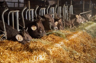 Cows eating hay in the barn. The sunlight grazes the dry grass. Perspective: top view. Golden shine.
