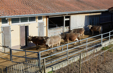 Cows are in the barn, outside, waiting to be milked. Top shot. Sun is shining. Day.