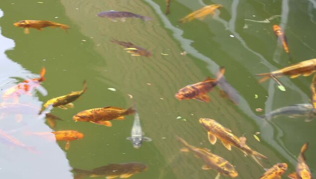 Unos peces en un lago de agua dulce 