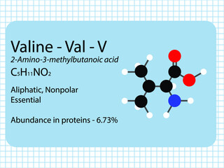 Valine - Val - V - Essential Amino Acid molecular formula, chemical structure, abundance in proteins. 2D Ball and stick model on school paper sheet background.