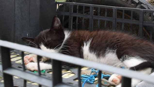 Un gato de tono blancos y negros acostado en una canasta 