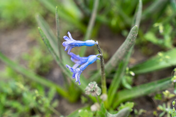 One of the first flowers that begin to bloom in spring is scilla (scylla)