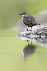 European Dipper at mirror, fine art portrait at morning (Cinclus cinclus)