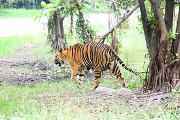 Royal tiger., Photos of tigers in various actions., Wild tiger in nature habitat., Animal in green forest stream.