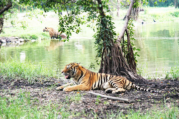 Royal tiger., Photos of tigers in various actions., Wild tiger in nature habitat., Animal in green forest stream.