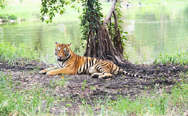 Fototapeta na wymiar Royal tiger., Photos of tigers in various actions., Wild tiger in nature habitat., Animal in green forest stream.