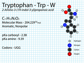 Tryptophan - Trp - W - Essential Amino Acid molecular formula, chemical structure, pKa, pKb, codons, mass. 2D Ball and stick model on school paper sheet background.