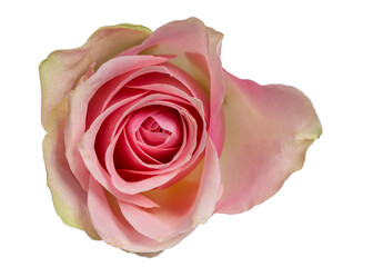 Top view of soft pink rose with yellow edges. Isolated on a white background.