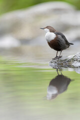 Fine art portrait of Isolated Dipper on riverbank (Cinclus cinclus)