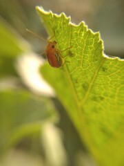 spider on leaf
